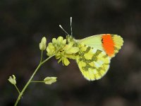 Anthocharis euphenoides 8, Geel oranjetipje, male,  Saxifraga-Kars Veling