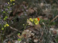 Anthocharis euphenoides 9, Geel oranjetipje, male, Saxifraga-Kars Veling