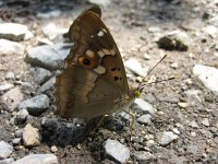 Apatura ilia 12, Kleine weerschijnvlinder, Saxifraga-Mireille de Heer