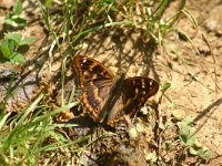 Apatura ilia 21, Kleine weerschijnvlinder, Saxifraga-Dirk Hilbers