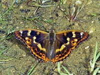 240_35, Kleine weerschijnvlinder : Kleine weerschijnvlinder, Apatura ilia, Lesser Purple Emperor, male