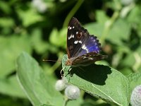 Apatura ilia 26, Kleine weerschijnvlinder, on Arctium, Saxifraga-Kars Veling