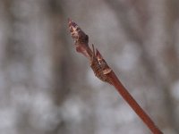 Apatura ilia 31, Kleine weerschijnvlinder, larva in winter, Saxifraga-Kars Veling