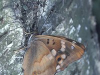 Apatura ilia 7, Kleine weerschijnvlinder, f clytie, male, Saxifraga-Frits Bink