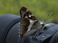 Apatura iris 10, Grote weerschijnvlinder, male, Saxifraga-Marijke Verhagen