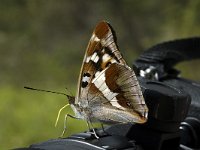 Apatura iris 11, Grote weerschijnvlinder, male, Saxifraga-Marijke Verhagen