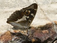 Apatura iris 13, Grote weerschijnvlinder, male, Saxifraga-Marijke Verhagen