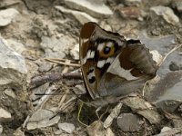 Apatura iris 16, Grote weerschijnvlinder, male, Saxifraga-Jan van der Straaten