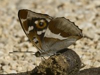 Apatura iris 17, Grote weerschijnvlinder, male, Saxifraga-Marijke Verhagen