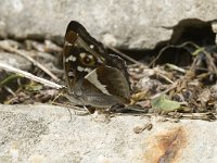 Apatura iris 23, Grote weerschijnvlinder, male, Saxifraga-Marijke Verhagen