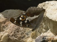 Apatura iris 24, Grote weerschijnvlinder, male, Saxifraga-Marijke Verhagen