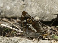 Apatura iris 25, Grote weerschijnvlinder, male, Saxifraga-Marijke Verhagen