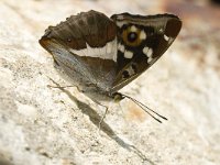 Apatura iris 30, Grote weerschijnvlinder, male, Saxifraga-Marijke Verhagen