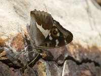 Apatura iris 32, Grote weerschijnvlinder, male, Saxifraga-Marijke Verhagen