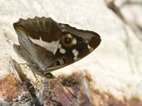 Apatura iris 34, Grote weerschijnvlinder, male, Saxifraga-Marijke Verhagen