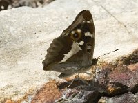 Apatura iris 35, Grote weerschijnvlinder, male, Saxifraga-Marijke Verhagen