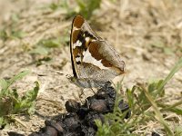 Apatura iris 36, Grote weerschijnvlinder, male, Saxifraga-Jan van der Straaten