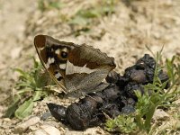 Apatura iris 37, Grote weerschijnvlinder, male, Saxifraga-Jan van der Straaten