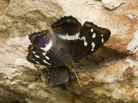 Apatura iris 39, Grote weerschijnvlinder, male, Saxifraga-Marijke Verhagen