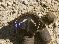 Apatura iris 40, Grote weerschijnvlinder, male, Saxifraga-Marijke Verhagen