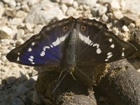 Apatura iris 41, Grote weerschijnvlinder, male, Saxifraga-Marijke Verhagen