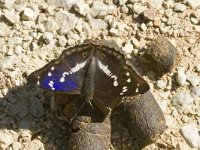 Apatura iris 42, Grote weerschijnvlinder, male, Saxifraga-Marijke Verhagen