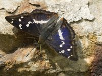 Apatura iris 43, Grote weerschijnvlinder, male, Saxifraga-Marijke Verhagen