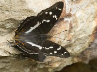 Apatura iris 45, Grote weerschijnvlinder, male, Saxifraga-Marijke Verhagen