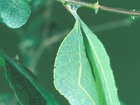 Apatura iris 47, Grote weerschijnvlinder, pupa, Saxifraga-Frits Bink