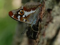 Apatura iris 48, Grote weerschijnvlinder, Vlinderstichting-Albert Vliegenthart