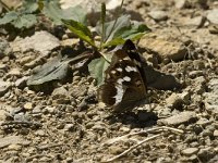 Apatura iris 5, Grote weerschijnvlinder, female, Saxifraga-Marijke Verhagen