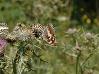 Apatura iris 51, Grote weerschijnvlinder, Saxifraga-Marijke Verhagen