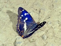 239_22A, Grote weerschijnvlinder : Grote weerschijnvlinder, Apatura iris, Purple Emperor, male