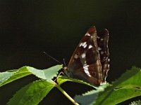 Apatura iris 61, Grote weerschijnvlinder, Saxifraga-Hans Dekker