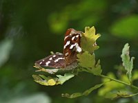 Apatura iris 62, Grote weerschijnvlinder , Saxifraga-Hans Dekker