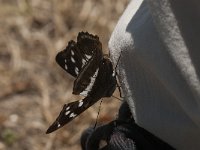 Apatura iris 64, Grote weerschijnvlinder, Saxifraga-Marijke Verhagen