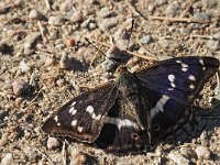 Apatura iris 66, Grote weerschijnvlinder, Saxifraga-Hans Dekker