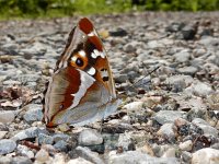 Apatura iris 72, Grote weerschijnvlinder, mud-puddling, Saxifraga-Kars Veling