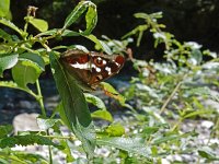 Apatura iris 73, Grote weerschijnvlinder, Saxifraga-Kars Veling