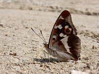 Apatura iris 74, Grote weerschijnvlinder, mud-puddling, Saxifraga-Kars Veling