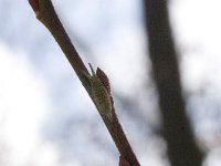 Apatura iris 76, Grote weerschijnvlinder, larva in winter, Saxifraga-Kars Veling