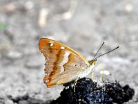 Apatura metis 2, Oostelijke weerschijnvlinder, Saxifraga Peter Gergeley