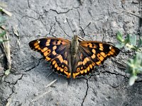 Apatura metis, Freyer's Purple Emperor