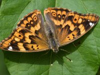 Apatura metis 1, Oostelijke weerschijnvlinder, Saxifraga Peter Gergeley