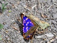 Apatura metis 3, Oostelijke weerschijnvlinder, Saxifraga Peter Gergeley