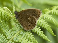 Aphantopus hyperantus, Ringlet