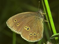 Aphantopus hyperantus 10, Koevinkje, Vlinderstichting-Ab H Baas