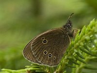 Aphantopus hyperantus 12, Koevinkje, Vlinderstichting-Kars Veling