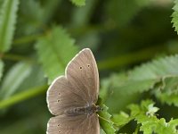 Aphantopus hyperantus 14, Koevinkje, Vlinderstichting-Henk Bosma