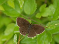 Aphantopus hyperantus 16, Koevinkje, Saxifraga-Arthur van Dijk